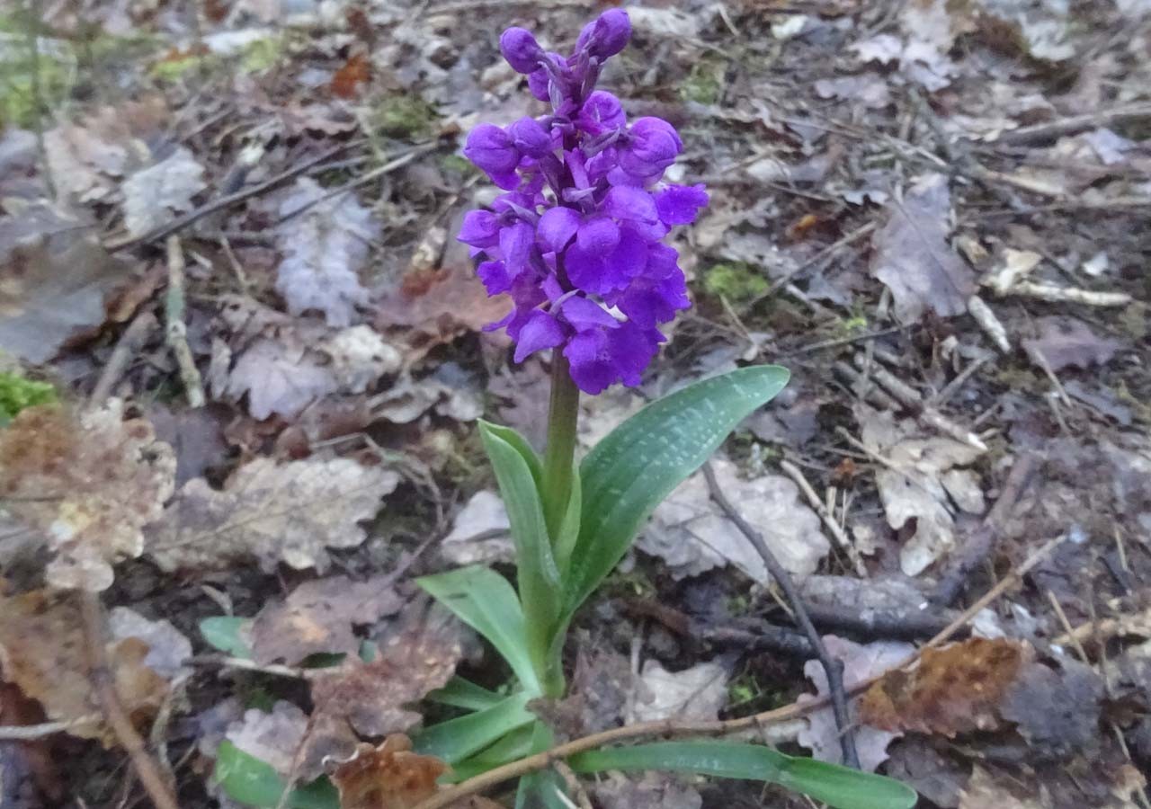 8 orchis male orchis mascula 