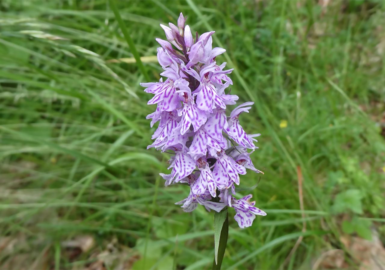 8 orchis tachete