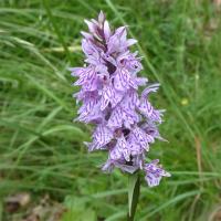 8 orchis tachete