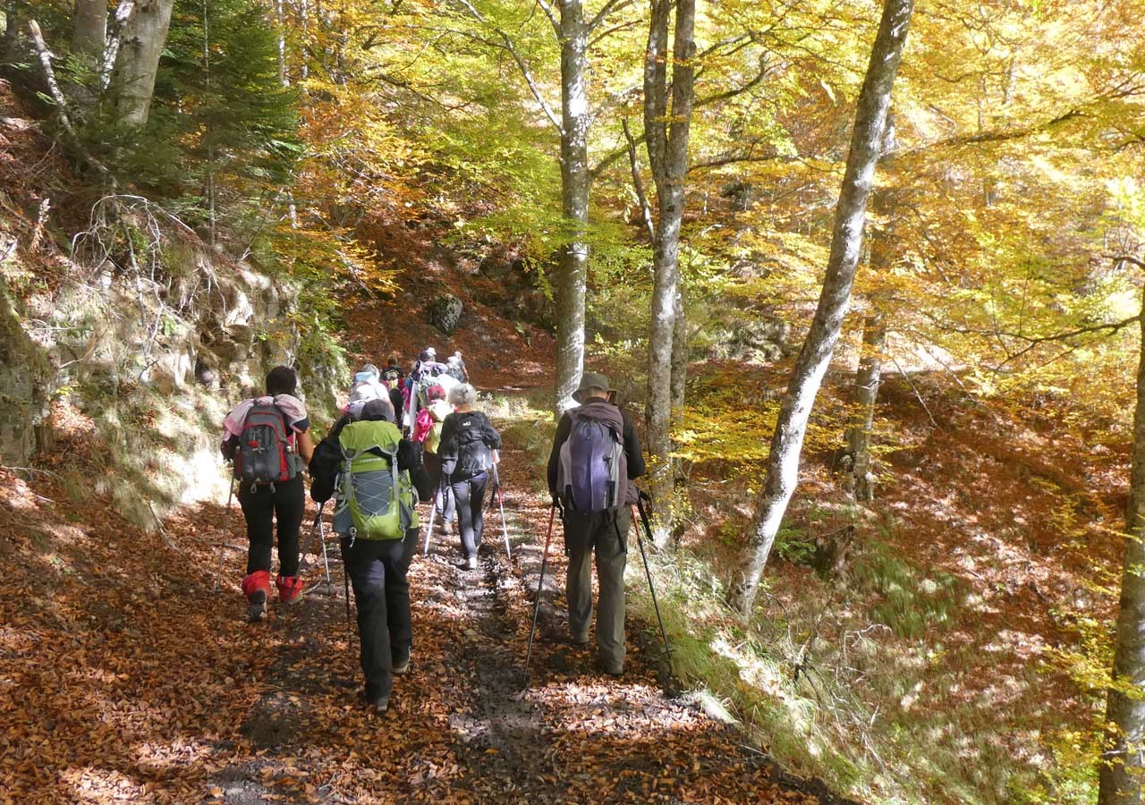 9 dans le bois de caubet