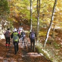 9 dans le bois de caubet